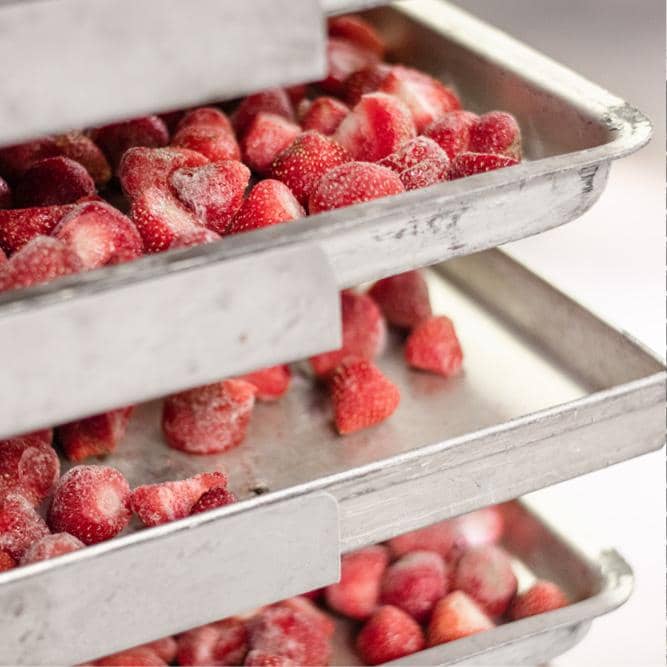 Discover Freeze Drying Forager Foods